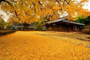 9 kinh nghiệm du lịch Hàn Quốc mùa thu