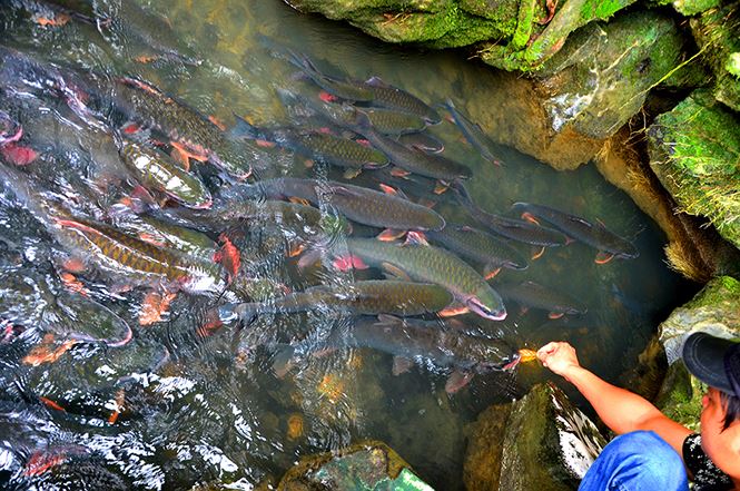 Tour Sầm Sơn – Suối Cá Thần 3 ngày 2 đêm